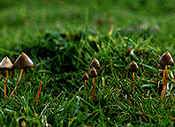Psilocybe semilanceata-1.gif